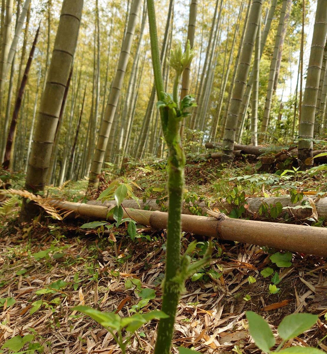 竹やぶで春の山菜 山うど 阿波たけのこ農園 筍姫の里