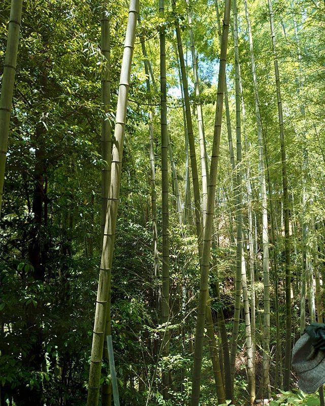 夏を迎え竹が青々としてきました#阿波たけのこ農園 #竹 #青竹 #bamboo #tokushima #summer