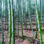 筍の里  お掃除中