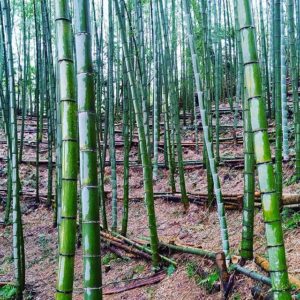 筍の里  お掃除中
