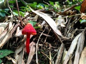 真っ赤なキノコ雨上がり大量発生中
