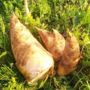 筍姫 シーズンに入りました♪