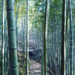 阿波たけのこ農園　竹林からの景色