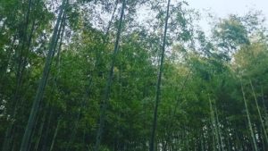 鳥のさえずりが気持ちいい♪