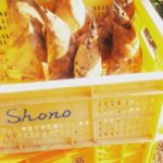 阿波たけのこ農園 たけのこ