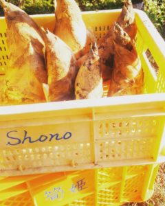 阿波たけのこ農園　たけのこ