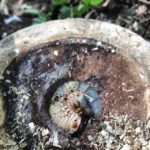 カブトムシの幼虫