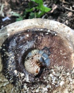 カブトムシの幼虫