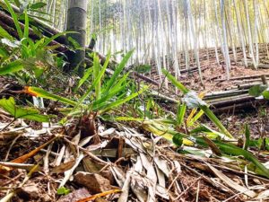 たけのこ　かくれんぼ