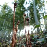 わらび日の出と共に竹林へ