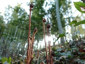 わらび日の出と共に竹林へ