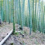 清々しい竹やぶ