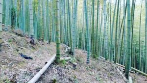 清々しい竹やぶ