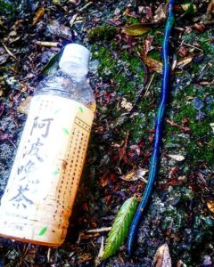 かんたろうみみず