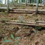 竹やぶでの鳥のさえずり