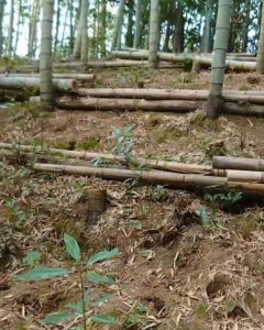 竹やぶでの鳥のさえずり