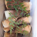 筍姫の詰合せ 約5キロ