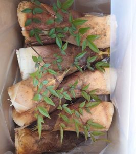 筍姫の詰合せ 約5キロ