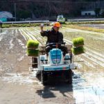 筍掘りと並行して田植え