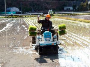 筍掘りと並行して田植え