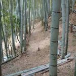 今日の竹やぶ 穏やかです~