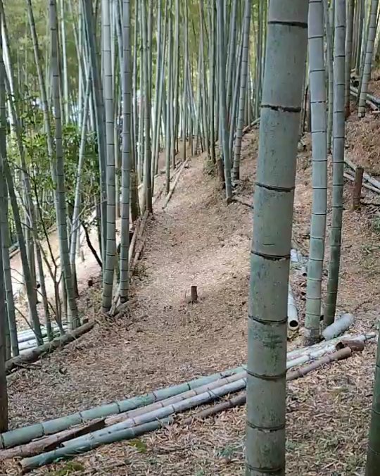 今日の竹やぶ穏やかです#阿波たけのこ農園 #筍姫の里 #タケノコ #筍姫 #tokushima #japan