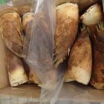 徳島県阿南市産の新鮮なタケノコ直送