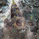 タケノコ三兄弟