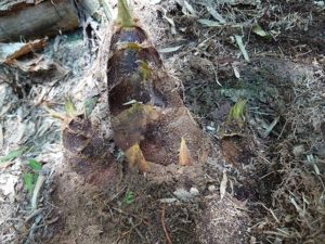 タケノコ三兄弟