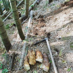 筍姫ぐんぐん成長中!