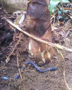 里の守り神　かんたろうみみず