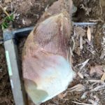 筍姫 大きいのも出てきてます！