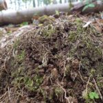 筍姫のみずみずしさ、力強さ