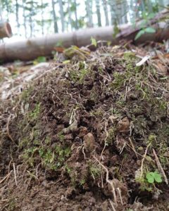 筍姫のみずみずしさ、力強さ