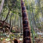 にょーーん 元気な若竹
