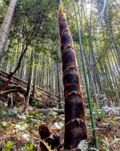 にょーーん　元気な若竹