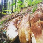 タケノコの成分・栄養とは