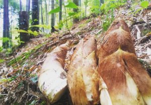 タケノコの成分・栄養とは