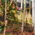 古竹を伐採して世代交代