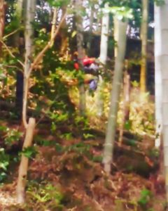 古竹を伐採して世代交代