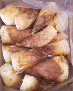 まだまだ白タケノコ！産地直送で販売中！