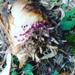 王蟲みたいなタケノコ