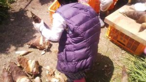 たけのこ姫のお手伝い《水煮編》