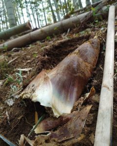 ほとんど土の中なのにデカい！