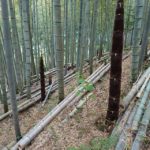 竹やぶ整備 若竹への更新