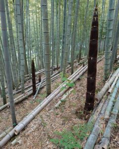 竹やぶ整備 若竹への更新