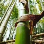 筍姫の2020春シーズンのタケノコ販売終了