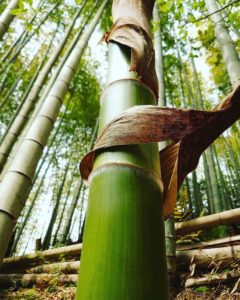 筍姫の2020春シーズンのタケノコ販売終了