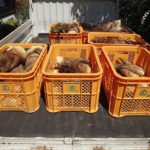 終盤戦のタケノコ