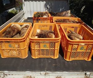 終盤戦のタケノコ